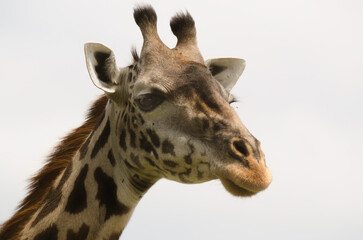 Girafe de Rothschild, Giraffa camelopardalis rotschildi, Parc national de Nakuru , Kenya