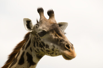 Girafe de Rothschild, Giraffa camelopardalis rotschildi, Parc national de Nakuru , Kenya