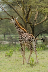 Girafe de Rothschild, Giraffa camelopardalis rotschildi, Parc national de Nakuru , Kenya