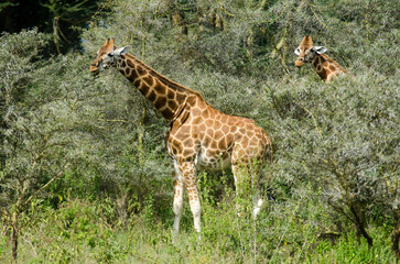 Girafe de Rothschild, Giraffa camelopardalis rotschildi, Parc national de Nakuru , Kenya