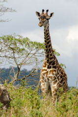 Girafe, Giraffa tippelskirchi, parc national d'Arusha,  Tanzanie