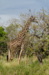 Girafe, Giraffa tippelskirchi, parc national d'Arusha,  Tanzanie