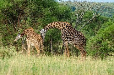 Girafe, Giraffa tippelskirchi, parc national d'Arusha,  Tanzanie