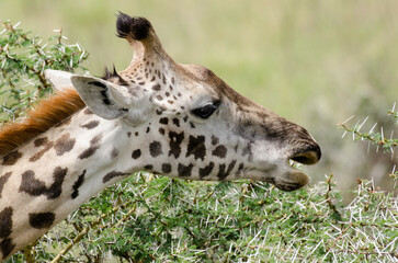 Fototapeta premium Girafe, Giraffa tippelskirchi, parc national d'Arusha, Tanzanie