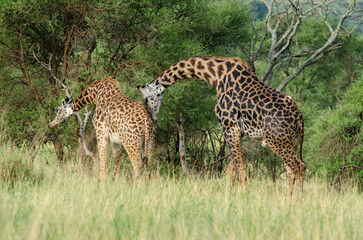 Girafe, Giraffa tippelskirchi, parc national d'Arusha,  Tanzanie