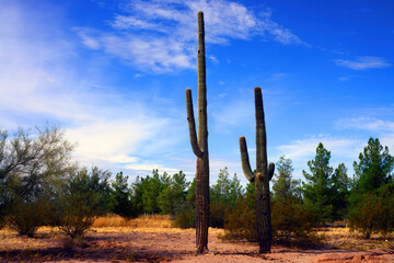 Central Sonora Desert Arizona