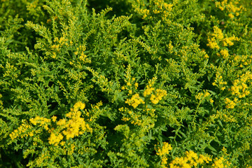 Lush Greenery of Dense Yellow Flowering Shrubs in Garden