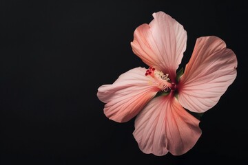 flower Photography, Hibiscus rosa-sinensis Brilliant, full view object, copy space on right, Isolated on Black Background