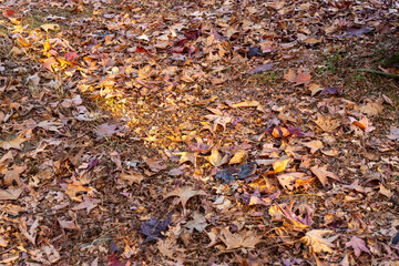 夕陽が差し込む紅葉の落ち葉の絨毯