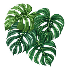Clipart illustration of monstera plant leaves, the tropical evergreen vine on a white background, suitable for crafting and digital design projects.[A-0003]