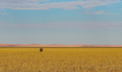 The gemsbok (Oryx gazella), or South African oryx, is a large antelope in the genus Oryx. It is...
