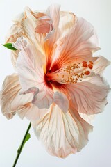 Flower Photography, Hibiscus rosa-sinensis Double Peach, full view object, Isolated on White Background