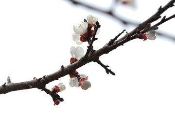 Close up Green Plum Blossom Flower , Prunus mume, in Springtime