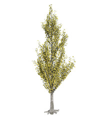 Fototapeta premium Albero con e senza foglie bianche, arancioni, verdi, gialle, rosse fondo trasparente e isolato inverno con e senza neve o foglie 