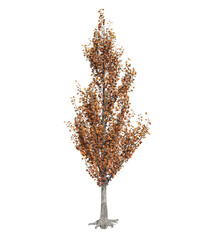 Fototapeta premium Albero con e senza foglie bianche, arancioni, verdi, gialle, rosse fondo trasparente e isolato inverno con e senza neve o foglie 