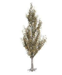 Fototapeta premium Albero con e senza foglie bianche, arancioni, verdi, gialle, rosse fondo trasparente e isolato inverno con e senza neve o foglie 