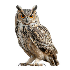 Obraz premium owl isolated on transparent png