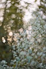 Fleur blanche avec flou d'arrière-plan et jolie lumière de coucher du soleil