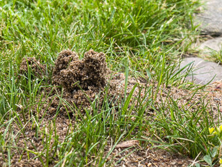 Exits of a nest of black garden ants in the grass look like miniature termite mounds