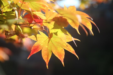 紅葉