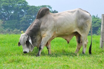 En el estado Yaracuy podemos encontrar gran cantidad de ganado vacuno,para la produccion de carne y...