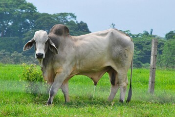 En el estado Yaracuy podemos encontrar gran cantidad de ganado vacuno,para la produccion de carne y leche ahora tambien se suma la cria de bufalos.