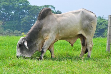 En el estado Yaracuy podemos encontrar gran cantidad de ganado vacuno,para la produccion de carne y...