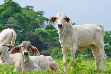 En el estado Yaracuy podemos encontrar gran cantidad de ganado vacuno,para la produccion de carne y leche ahora tambien se suma la cria de bufalos.