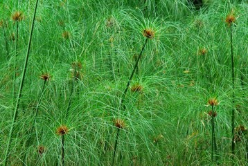 El verdor es una constante en la region,frondosas monta&ntilde;as y arboles muy verdes todo esto es Yaracuy.