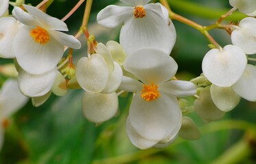 Flores silvestres de Yaracuy,Venezuela.
Gran cantidad y variedad de flores,grandes y pequeñas que...