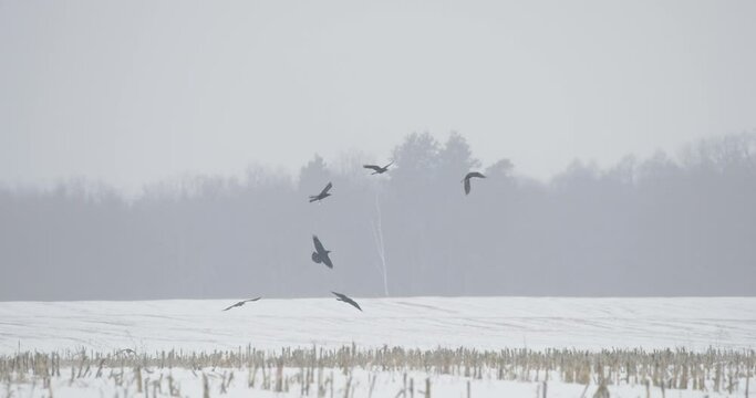 Europe. crows fight for prey in flight. Wild Bird Common Raven - Corvus Corax In Flight above snowy winter field. Slow motion