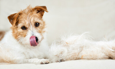 Face of a cute shadding dog with her hair on the coach as licking mouth. Cleaning per fur.