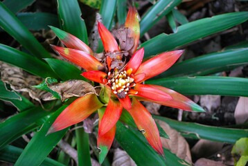 Flores silvestres de Yaracuy,Venezuela.
Gran cantidad y variedad de flores,grandes y pequeñas que...