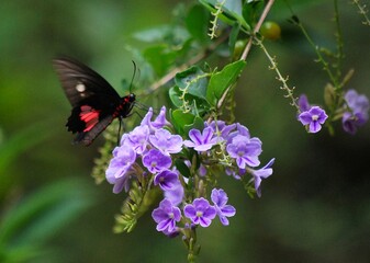 En Yaracuy podemos encontrar una gran variedad de mariposas e insectos de vivos colores!