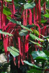 Flores silvestres de Yaracuy,Venezuela.
Gran cantidad y variedad de flores,grandes y pequeñas que son fuente de alimento para aves e insectos.