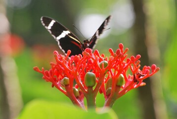 En Yaracuy podemos encontrar una gran variedad de mariposas e insectos de vivos colores!
