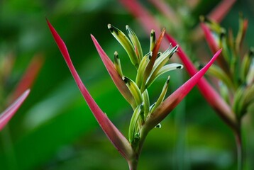 Obraz premium Flores silvestres de Yaracuy,Venezuela. Gran cantidad y variedad de flores,grandes y pequeñas que son fuente de alimento para aves e insectos.
