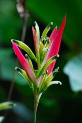 Flores silvestres de Yaracuy,Venezuela.
Gran cantidad y variedad de flores,grandes y pequeñas que son fuente de alimento para aves e insectos.