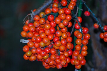 El verdor es una constante en la region,frondosas montañas y arboles muy verdes todo esto es Yaracuy.