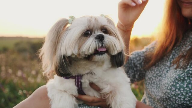 Joyful Shih Tzu with ponytails yawns at sunset