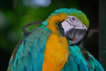 Gran cantidad y variedad de aves podemos encontrar en el estado Yaracuy,guacamayas,flamingos,aves rapaces como gavilanes,y muchos pajaros pequeños.