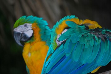 Obraz premium Gran cantidad y variedad de aves podemos encontrar en el estado Yaracuy,guacamayas,flamingos,aves rapaces como gavilanes,y muchos pajaros pequeños.