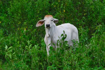 Fototapeta premium En el estado Yaracuy podemos encontrar mucho ganado vacuno,para la produccion de carne y leche.