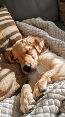 Adorable golden puppy lounging on a sunny sofa cushion Generative AI image