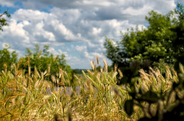 Ukrainian countryside summer landscape with wild grass