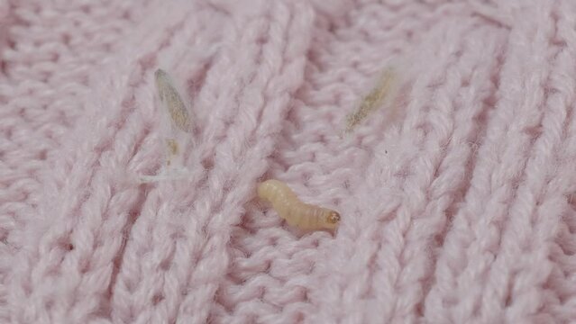 clothes moth caterpillar, Tineola bisselliella, crawls on woolen jacket, eats wool, brown insect, Clothes moth, selective focus, pest concept, destruction and damage to clothes in house