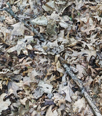 toad in the woods