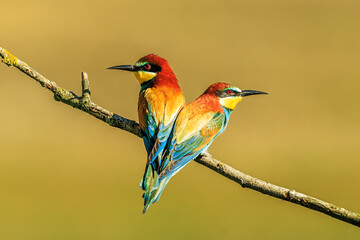 The European bee-eater (Merops apiaster) a couple of birds sitting in what looks like a heart position