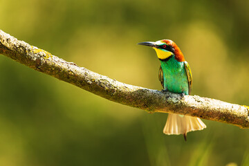 The European bee-eater (Merops apiaster) waiting for insects