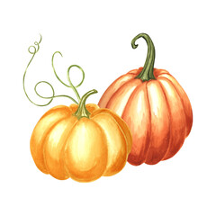 Pumpkins orange and yellow whole. Hand drawn watercolor illustration, isolated. Thanksgiving composition traditional autumn vegetables. Template for invitation, card, Halloween, wrapping, embroidery.
